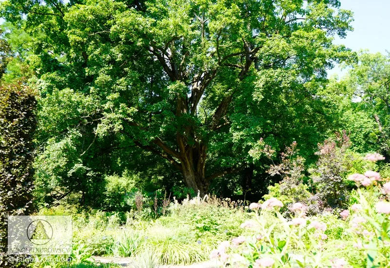 Plantas de hoja caduca