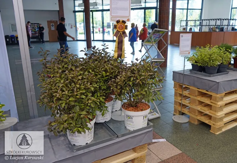 Plantas en contenedores