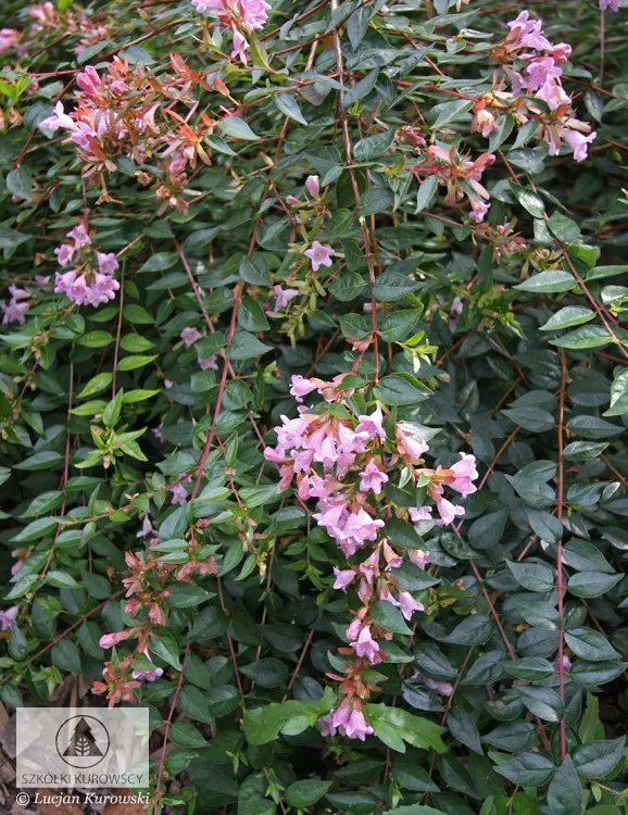 Plantas de hoja caduca