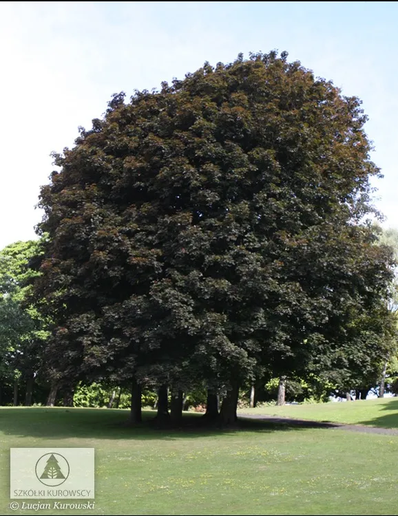 Plantas para ecologización urbana