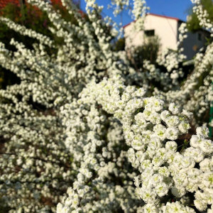 KUROWSCY prydnadsträd och buske plantskola